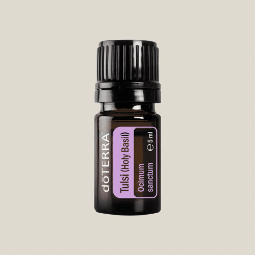 Tulsi Holy Basil Sale
